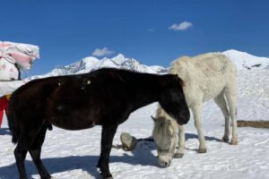horse and mule