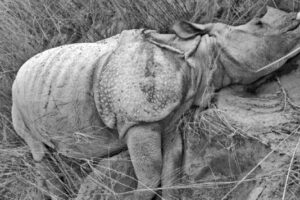 Female rhinoceros found dead at nawalpur